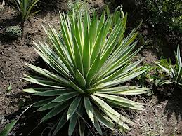 Agave Espadin