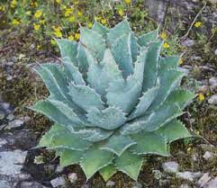 Agave Tobala