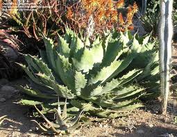 Agave Cupreata