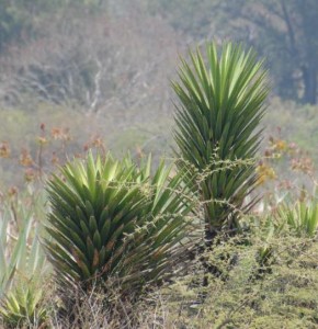 Agave Karwinksi