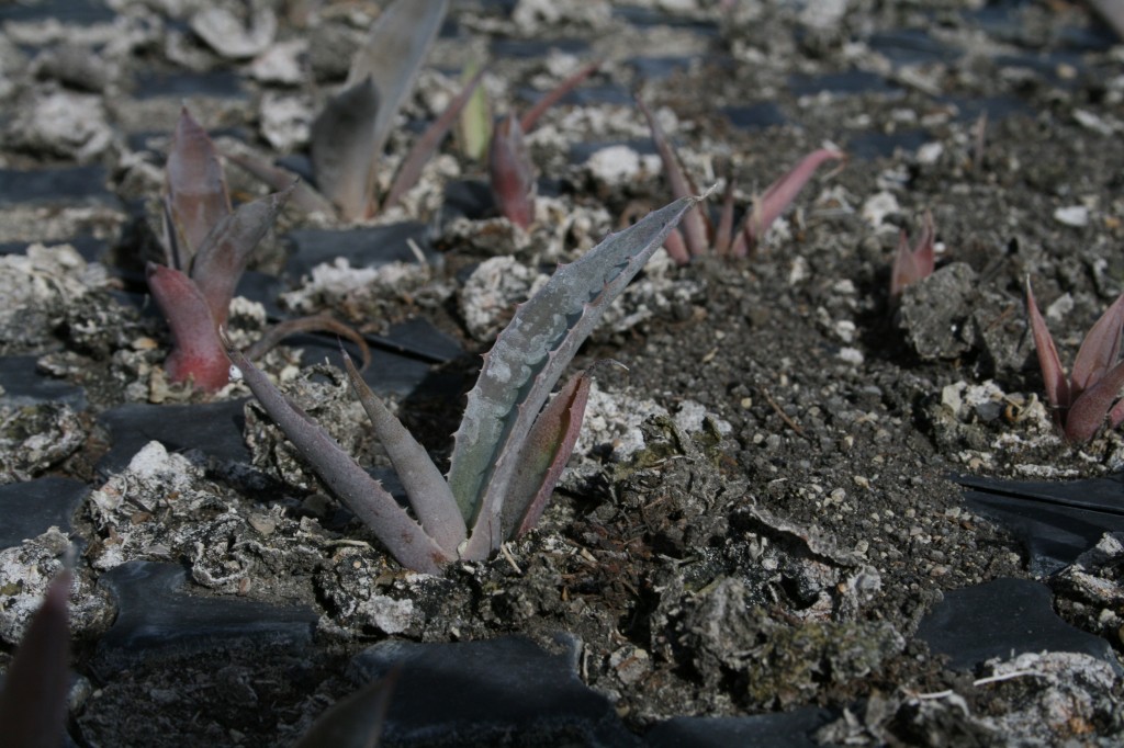 Cultivating tobalas at a nursery